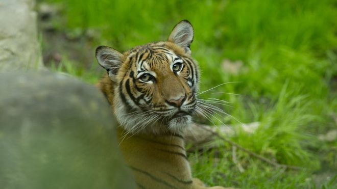 TRANSFERENCIA DEL VIRUS DE HUMANO A ANIMALES