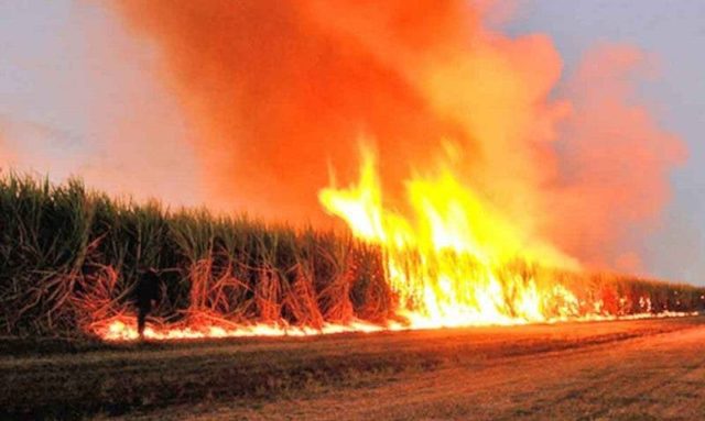 Queman caña de azúcar en Tucumán: Los productores aseguran que “los punteros políticos mandan a quemar los campos”