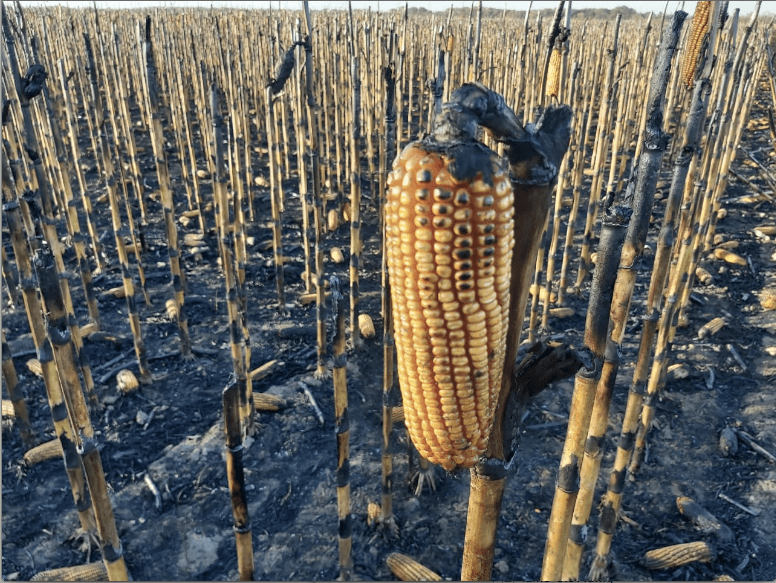 Informe OCDE | En 2020 el sector agrícola argentino se ubicó como el más perjudicado entre 28 países