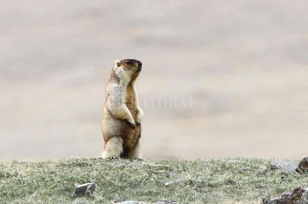 312521_marmota_manchuria_china_bubonica_peste_negra