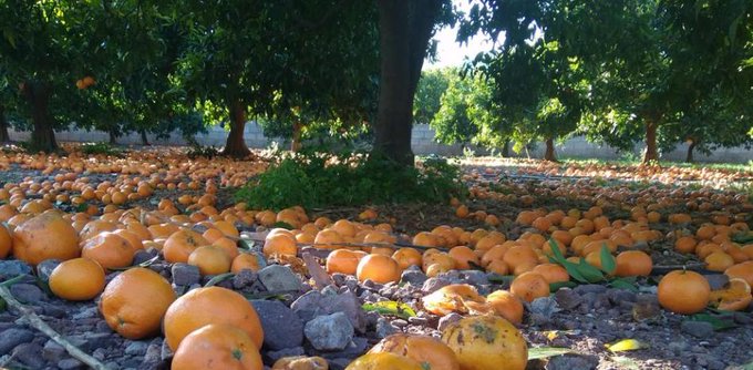 Naranjas por el suelo en Misiones porque los cosecheros no quieren trabajar para no perder sus planes sociales