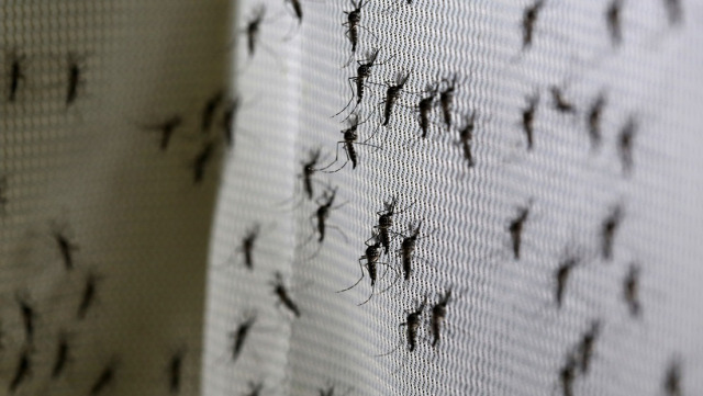 Una empresa respaldada por Bill Gates libera el primer lote de mosquitos “autodestructivos” modificados genéticamente