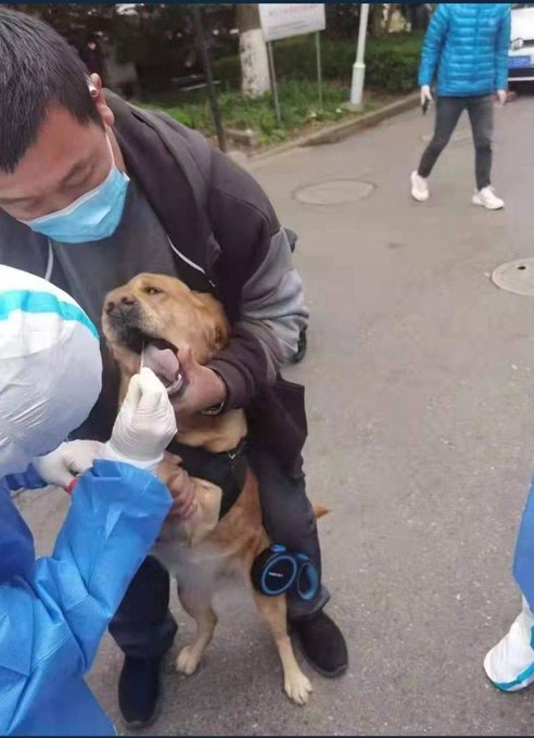 Matanza de mascotas en Shanghái