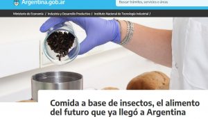 insectos