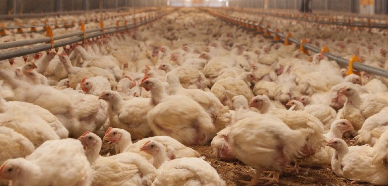 Avícola argentina tenía que sacrificar a 200.000 pollos por orden del gobierno, pero se resistieron y un segundo PCR les dio la razón
