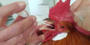 pollo-prat-con-PCR-scaled-1-750x375