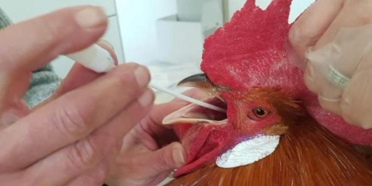 Un error o un negocio: La avícola correntina que resistió la matanza de 200.000 gallinas por parte de Senasa tenía razón: El segundo análisis dió negativo