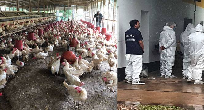 SENASA: “Ahora buscan un virus administrativo”, dice el dueño de la avícola Santa Ana