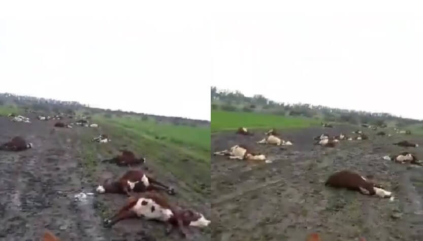 vacas-muertas-nitratos