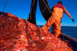 pesca-de-langostino