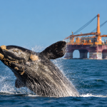 ballenas-australes-portada-1392x892